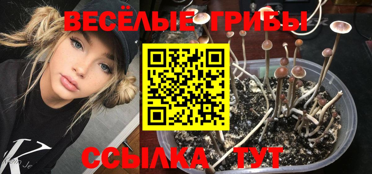 Псилоцибиновые грибы Psilocybine cubensis  Вход с VPN  Кировск 
